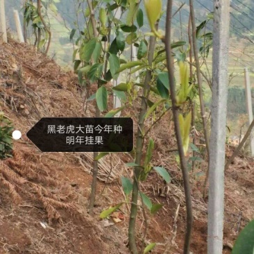 布福娜树苗30~50cm