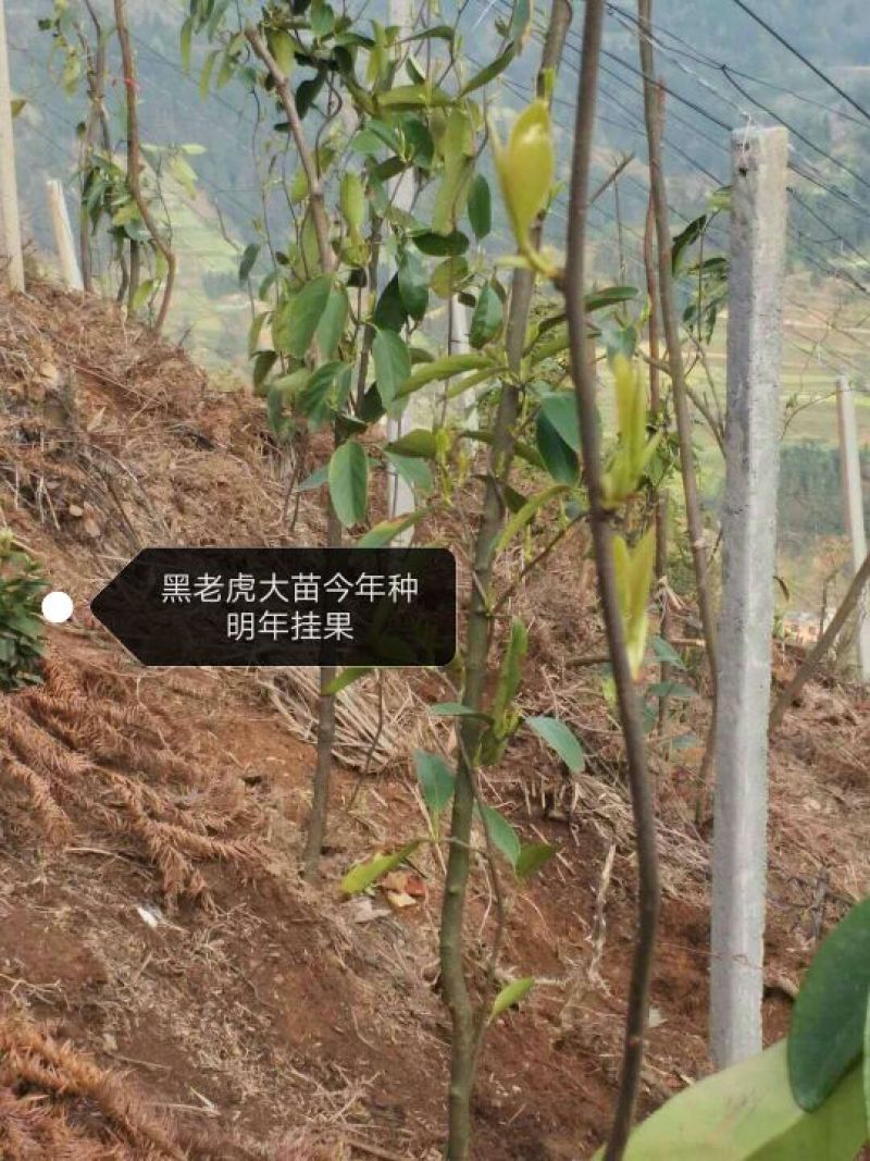布福娜树苗30~50cm