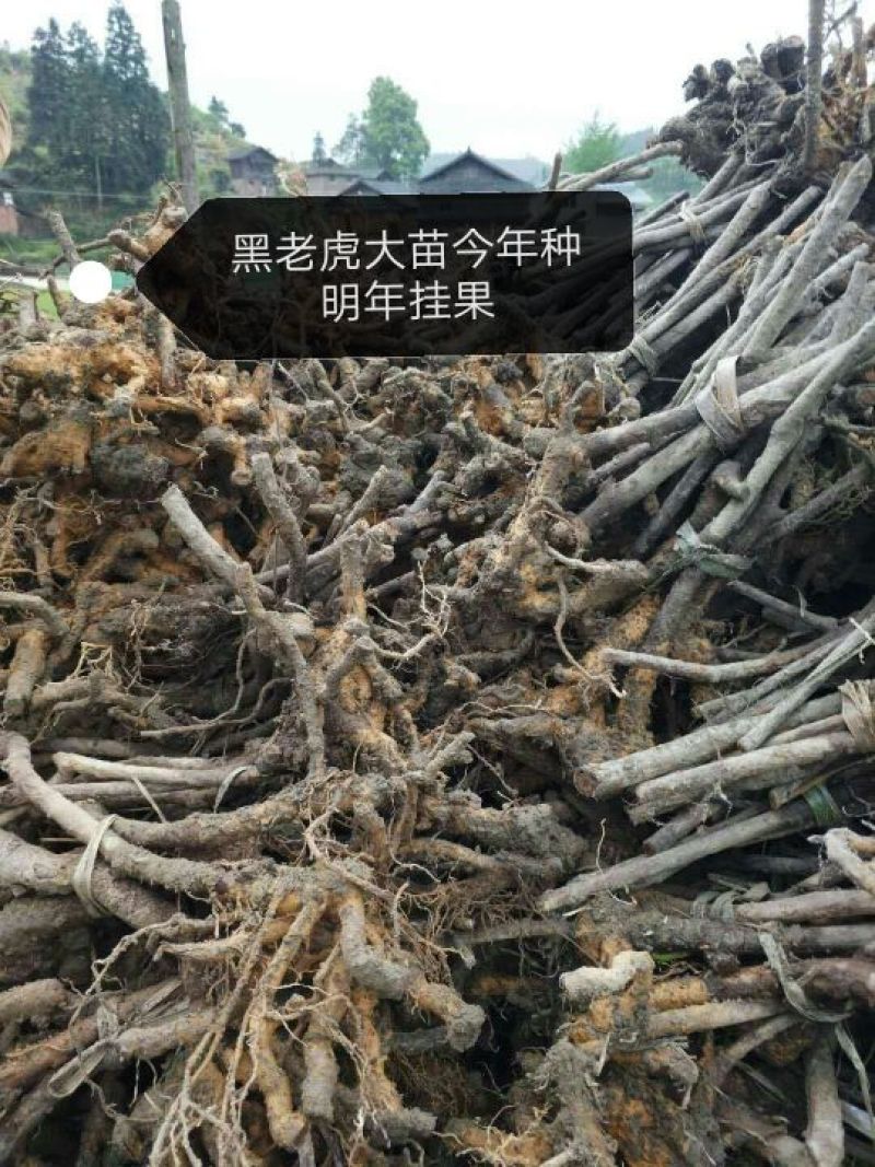 布福娜树苗30~50cm