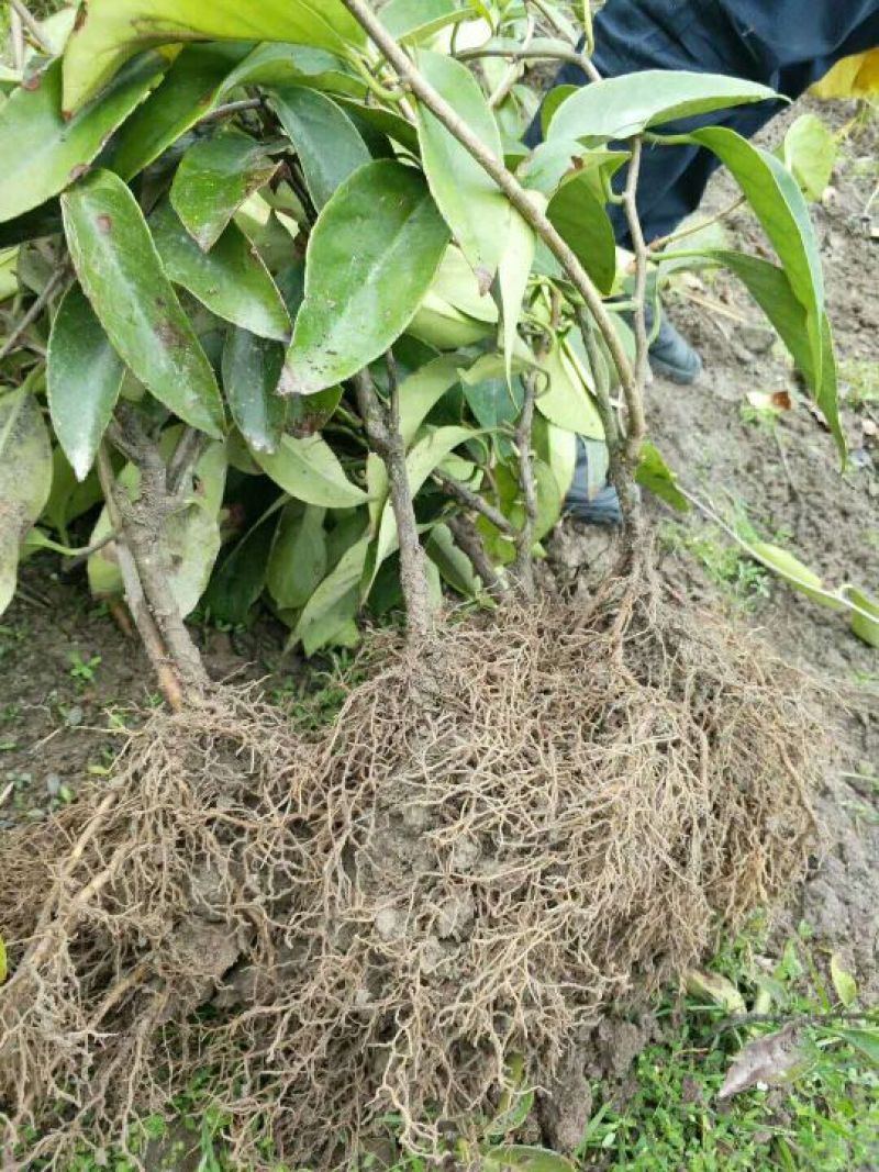 布福娜树苗30~50cm