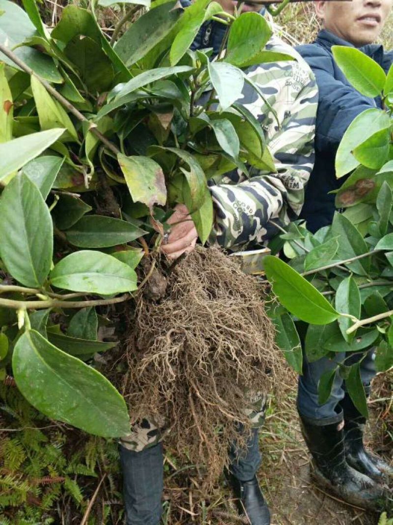 布福娜树苗30~50cm