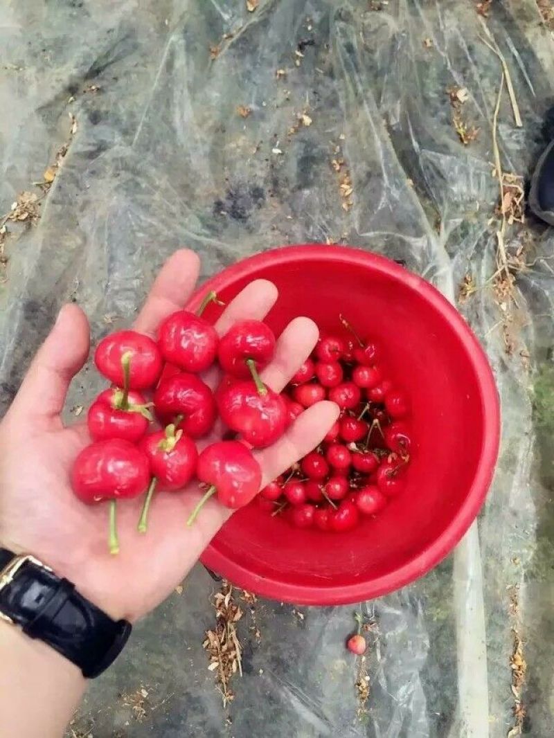 早大果樱桃26~28mm大果，产地直销大量供货价格便宜