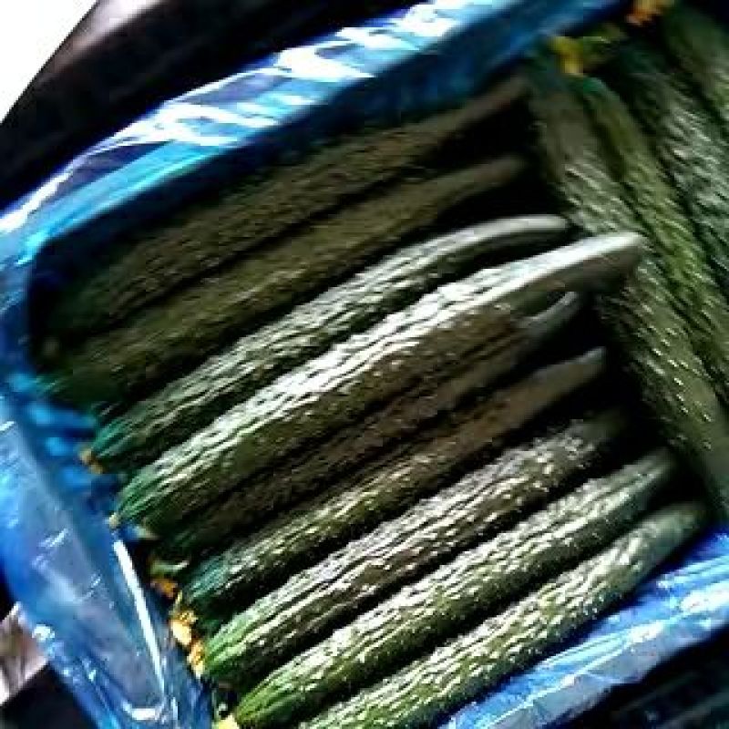 黄瓜干花带刺25公分以上春季黄瓜中条加茬瓜，保证质量