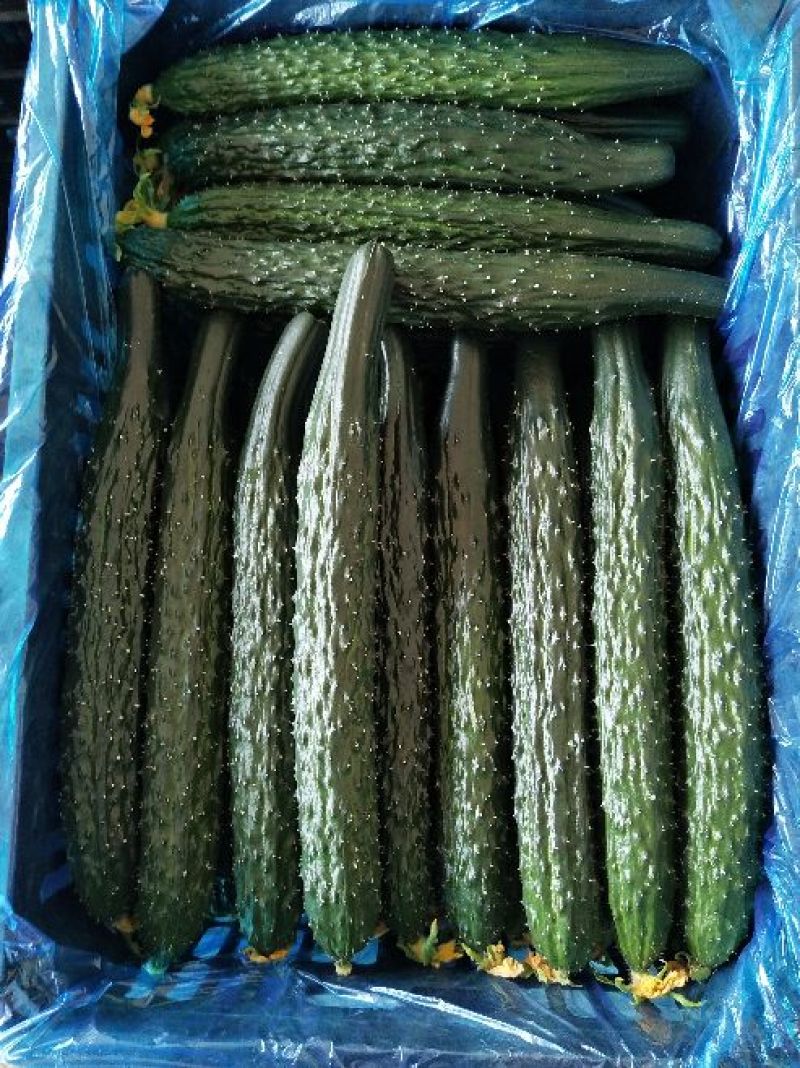 黄瓜干花带刺25公分以上春季黄瓜中条加茬瓜，保证质量