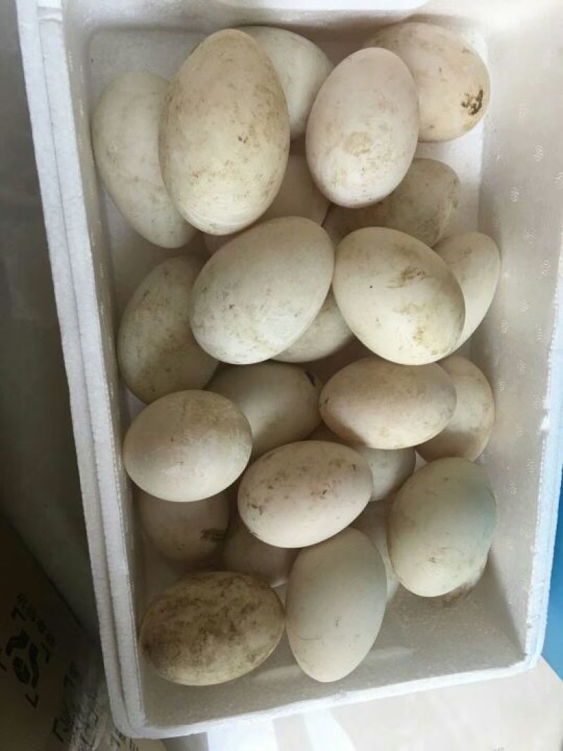 鹅蛋食用