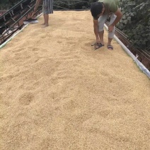 稻谷2级