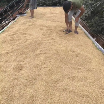 稻谷2级