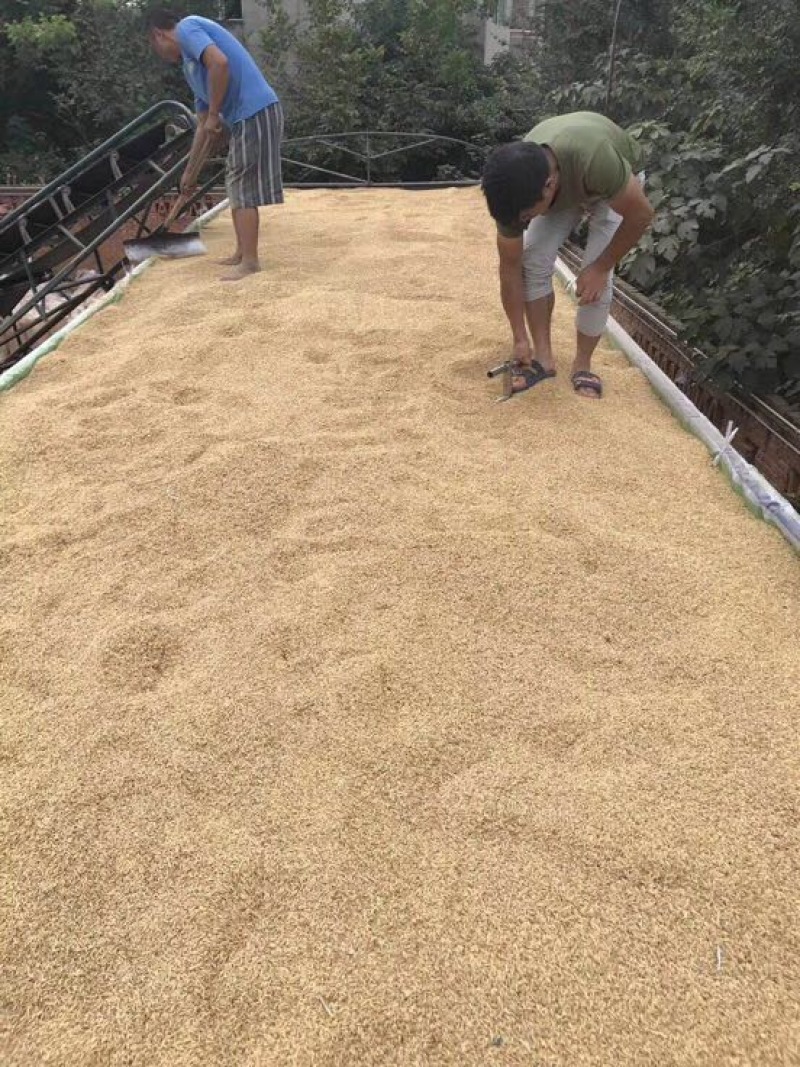 稻谷2级