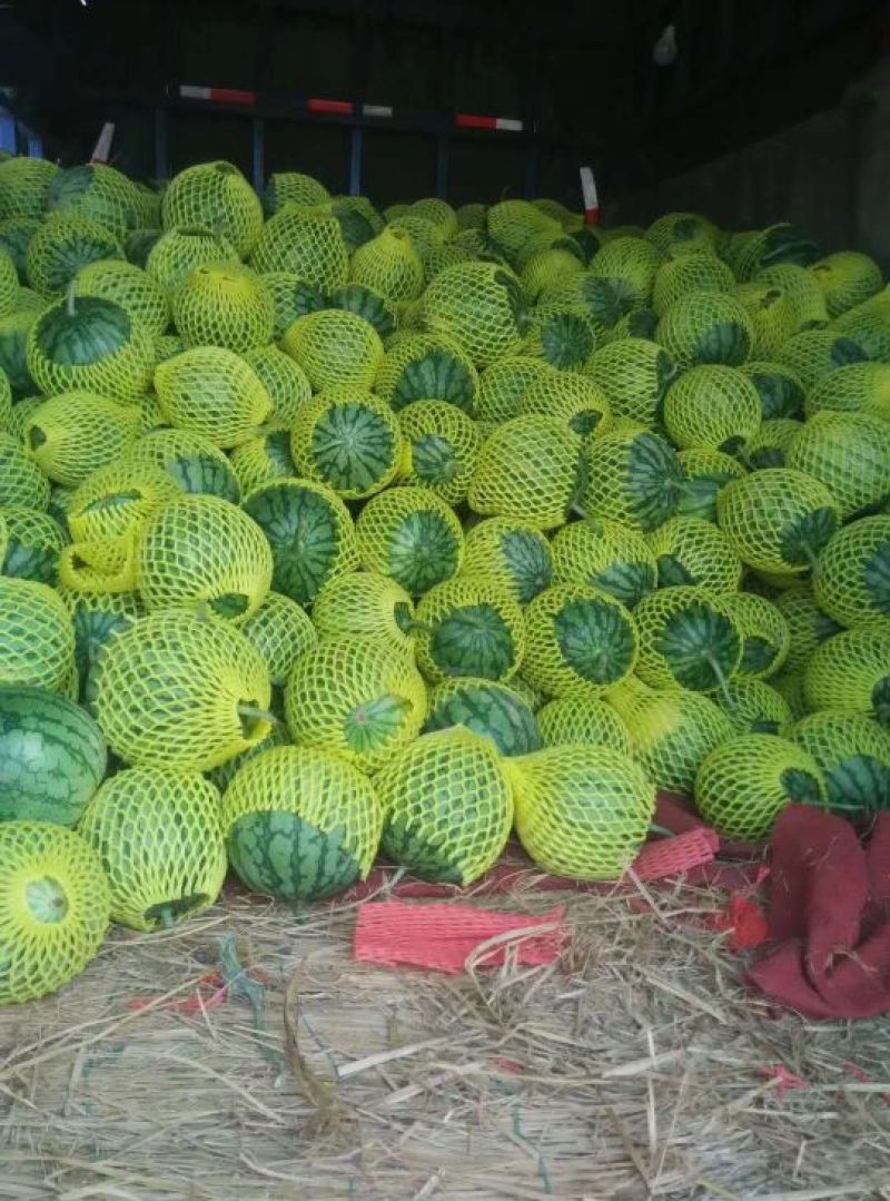 精品小兰西瓜特小凤西瓜质量保证品种纯正假一赔十