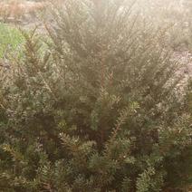东北红豆杉苗40~50cm保证质量，信誉第一，