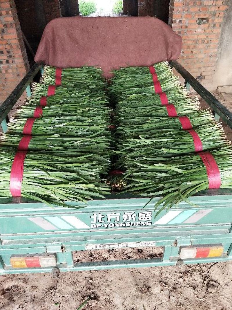 河南韭菜，万亩基地直销，质量保证，一手货源，代发全国各