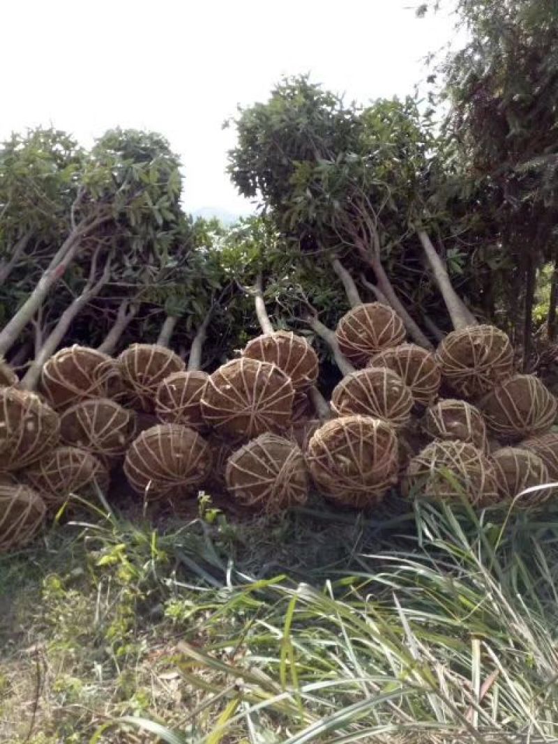 大叶香樟6~8cm8~10cm3.5~4米