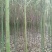 大叶香樟6~8cm8~10cm3.5~4米