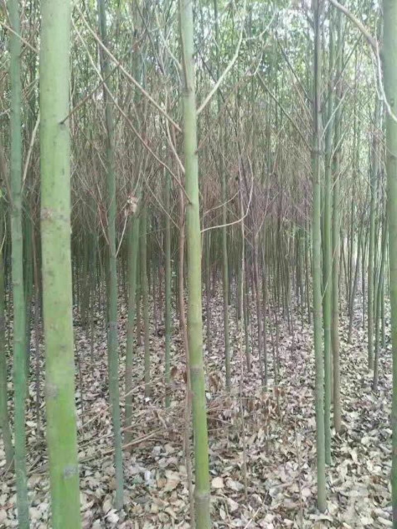大叶香樟6~8cm8~10cm3.5~4米