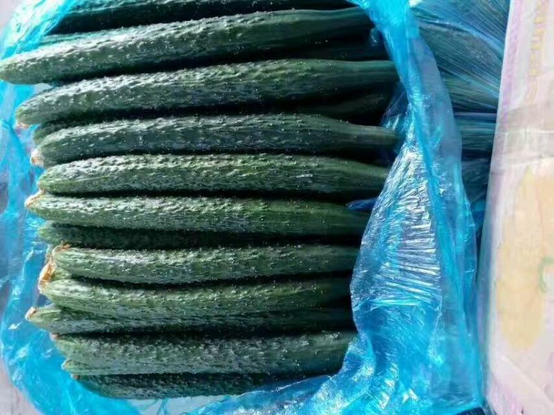 精品密刺黄瓜基地直发货源充足品质保证欢迎选购