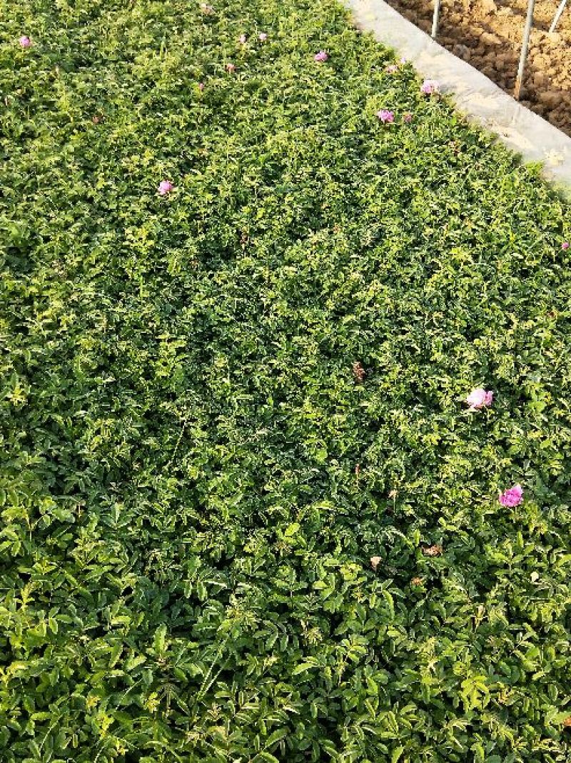 月季专供，批发，零售，四季玫瑰苗10~20cm