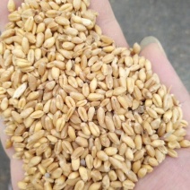 郑麦9023小麦12.5%以下