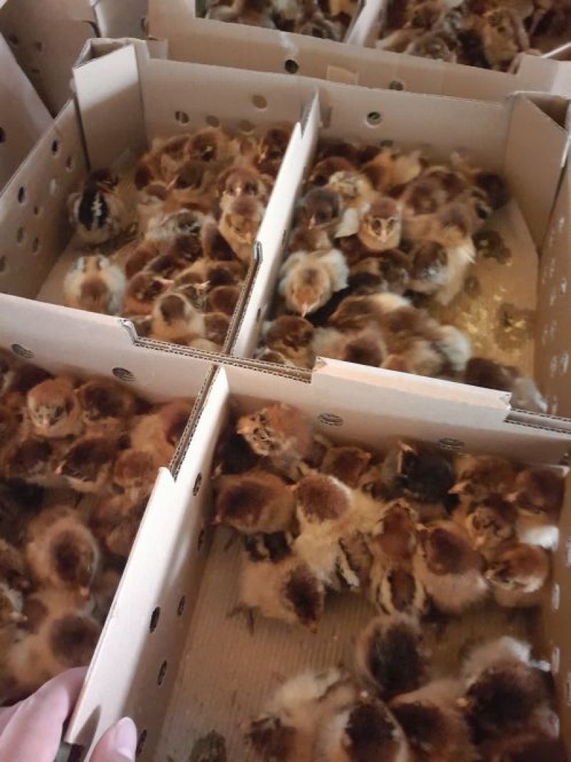 青脚麻鸡苗35~45克出壳苗通货