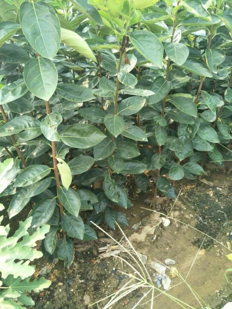 柿子树苗80~100cm