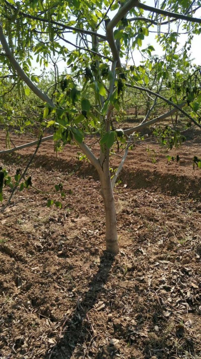 核桃树8~10cm8~10cm1.5~2米，各种规