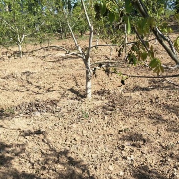 核桃树8~10cm8~10cm1.5~2米，各种规