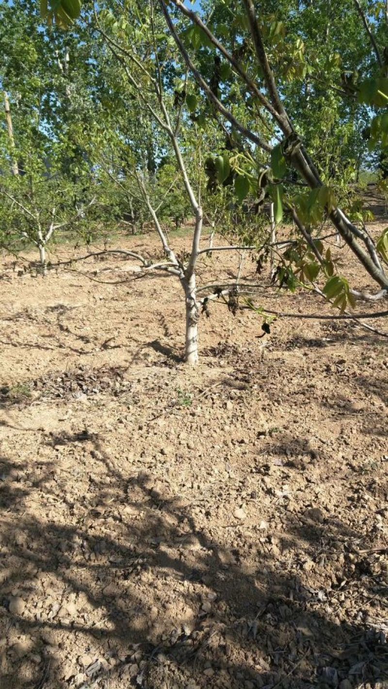 核桃树8~10cm8~10cm1.5~2米，各种规