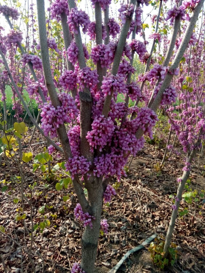 紫荆1米左右高粗开花是紫红花，老板需要联系我