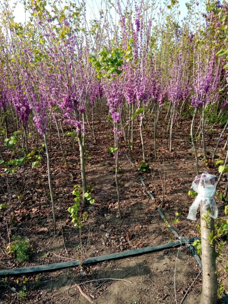 紫荆1米左右高粗开花是紫红花，老板需要联系我