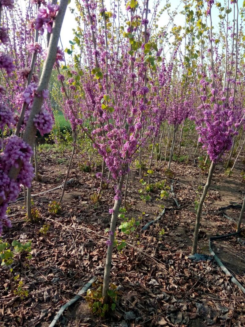 紫荆1米左右高粗开花是紫红花，老板需要联系我