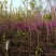 紫荆1米左右高粗开花是紫红花，老板需要联系我