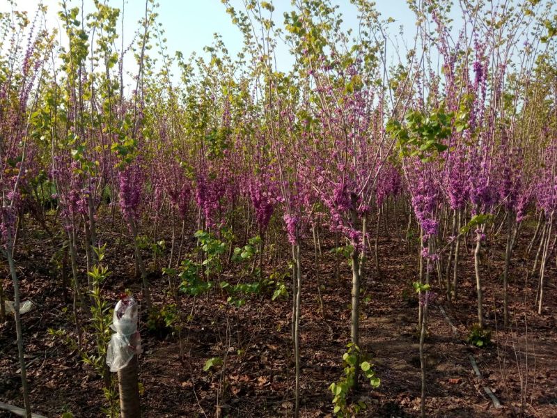 紫荆1米左右高粗开花是紫红花，老板需要联系我