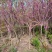 紫荆1米左右高粗开花是紫红花，老板需要联系我