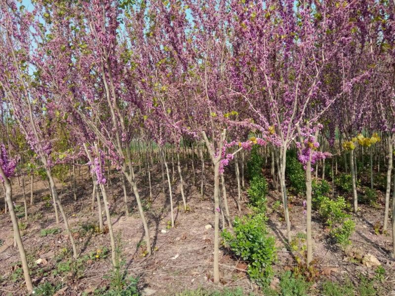 紫荆1米左右高粗开花是紫红花，老板需要联系我