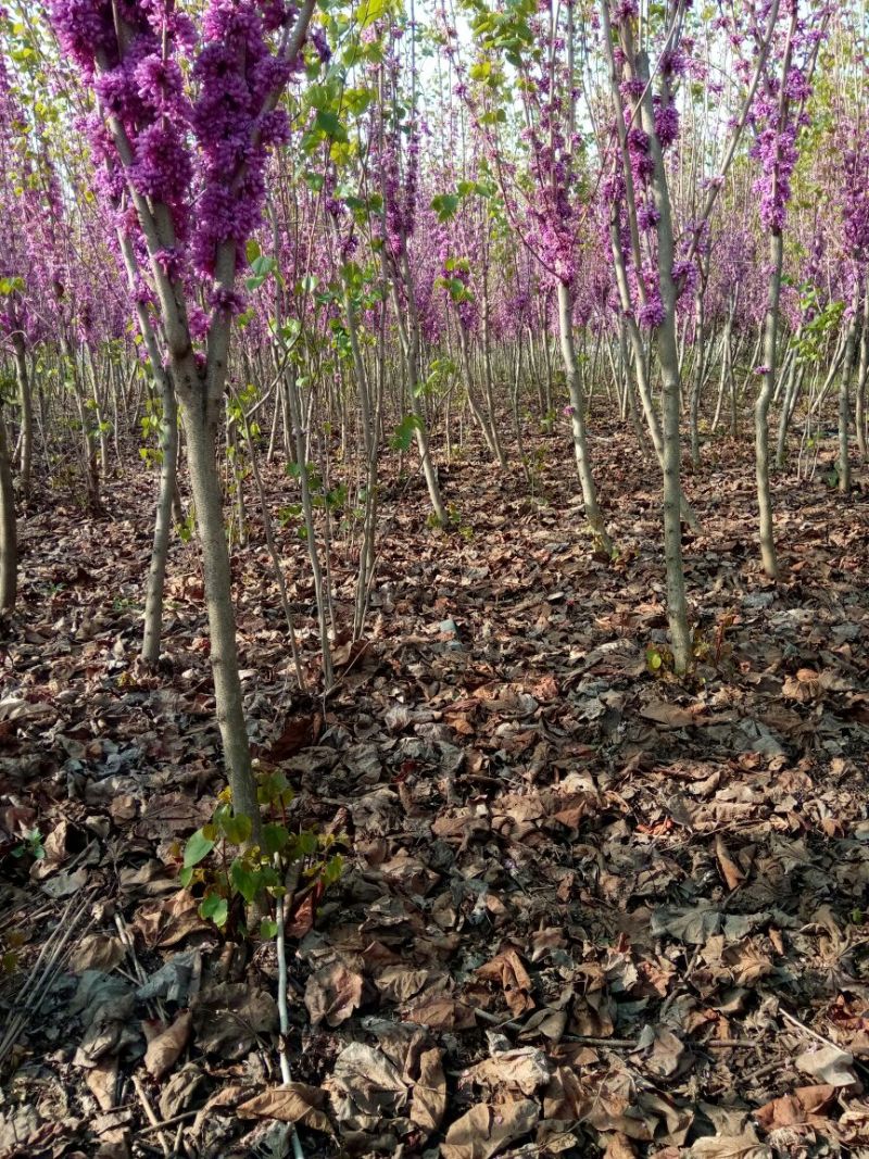 紫荆1米左右高粗开花是紫红花，老板需要联系我
