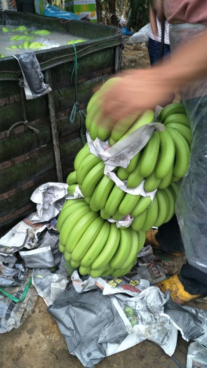 巴西香蕉七成熟