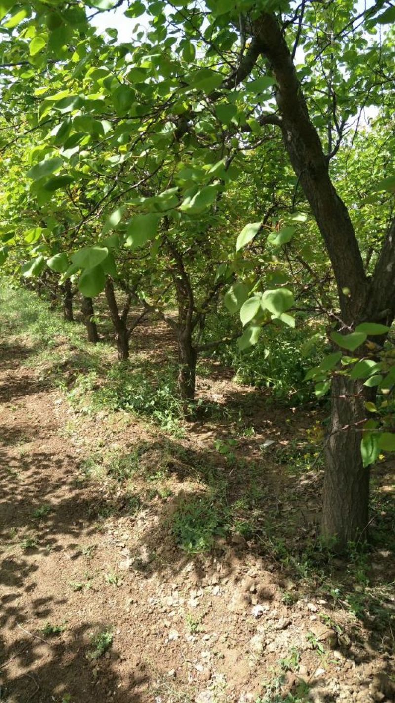 杏树10~12cm10~12cm3~3.5米