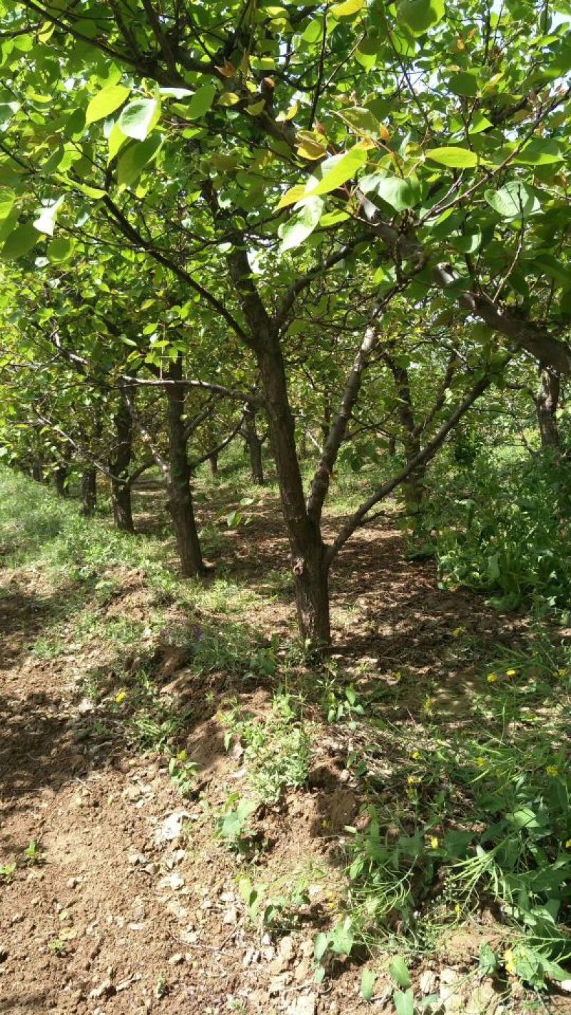 杏树10~12cm10~12cm3~3.5米