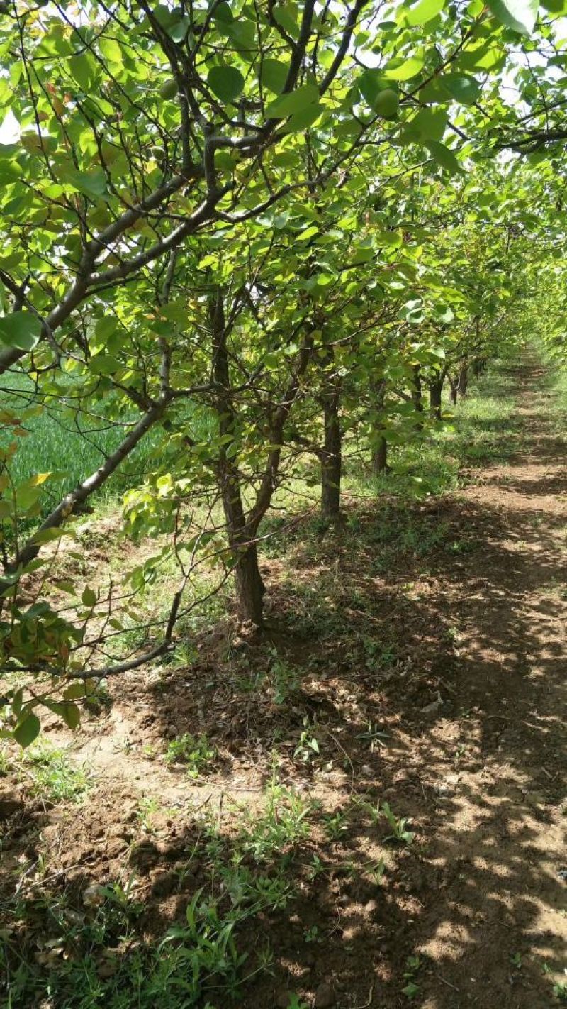 杏树10~12cm10~12cm3~3.5米