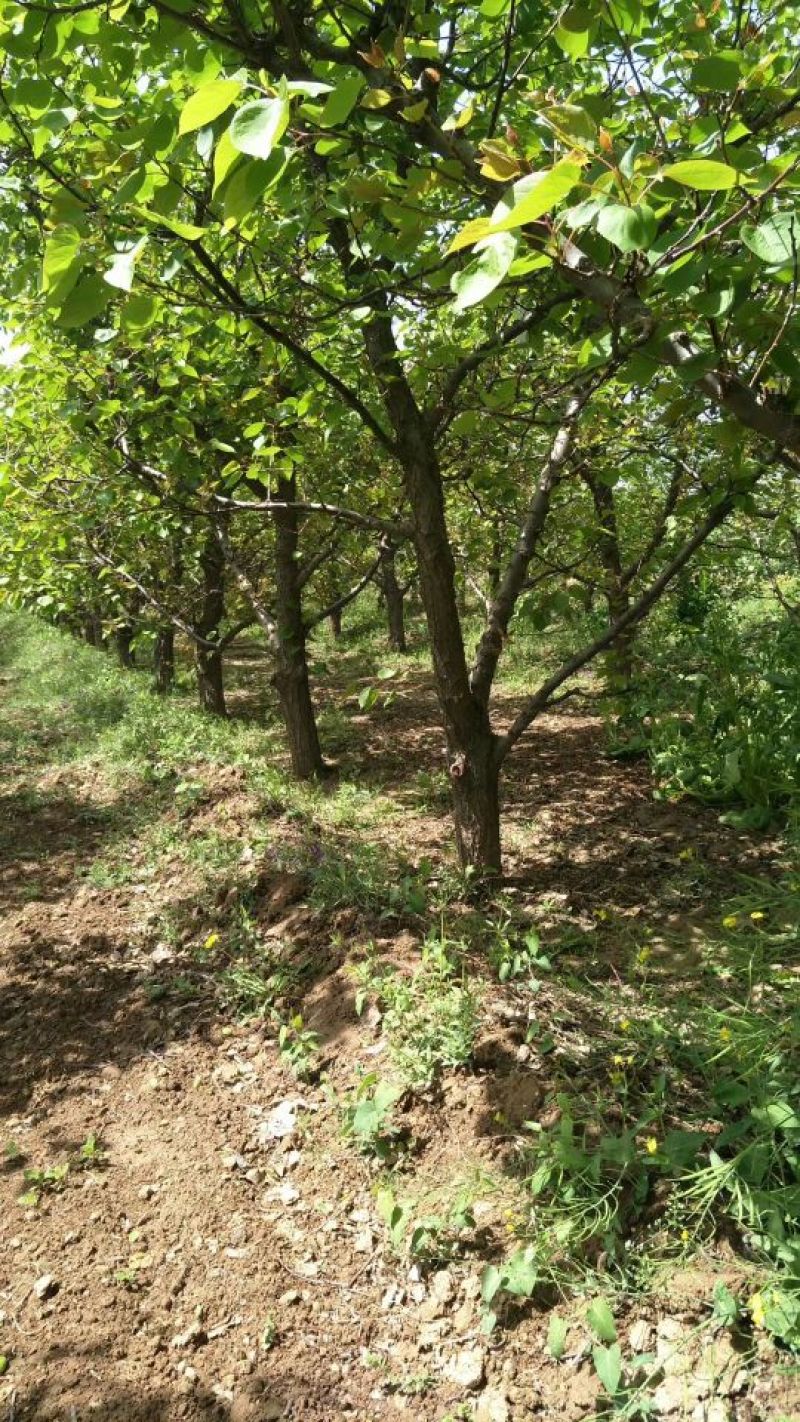 杏树10~12cm10~12cm3~3.5米