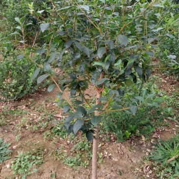 连翘树0.5~3cm100~150cm