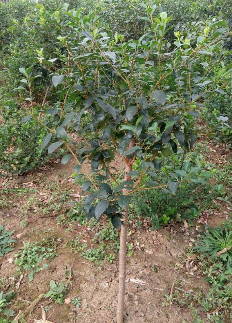 连翘树0.5~3cm100~150cm
