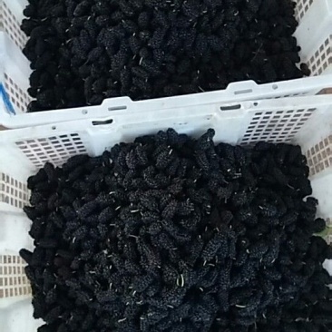 桑葚4~5cm