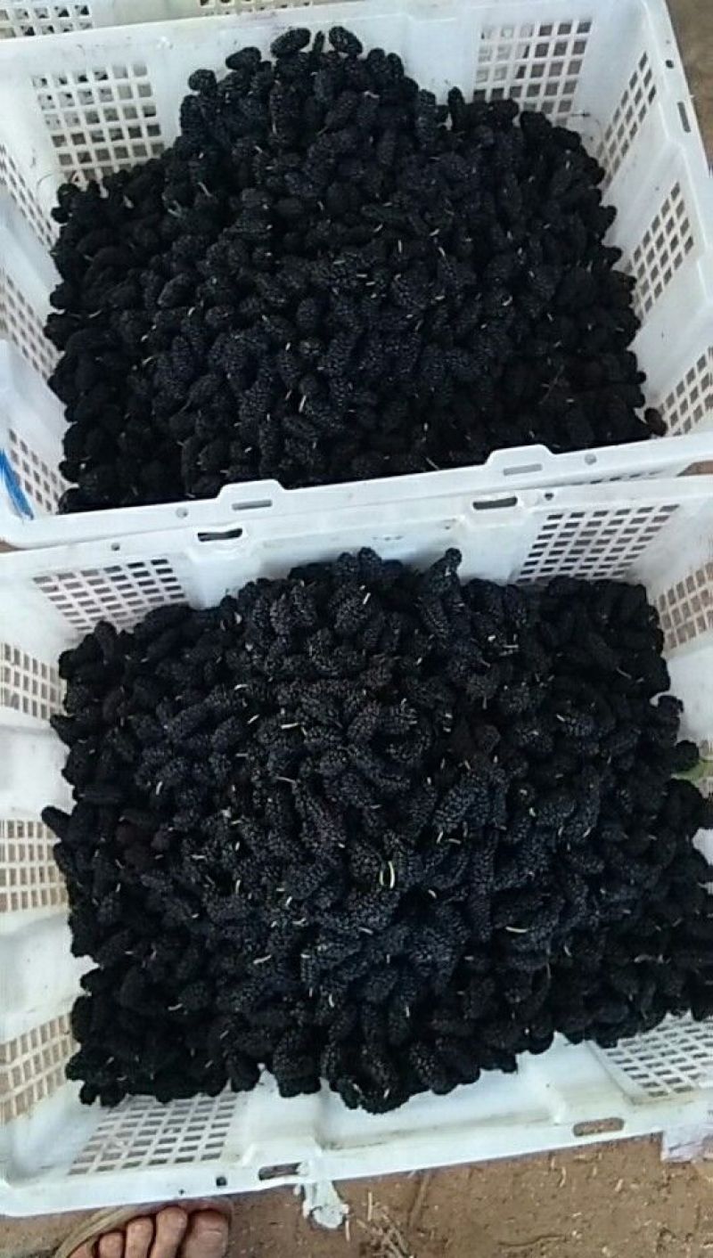 桑葚4~5cm