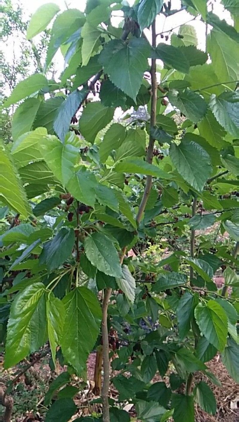 桑葚4~5cm