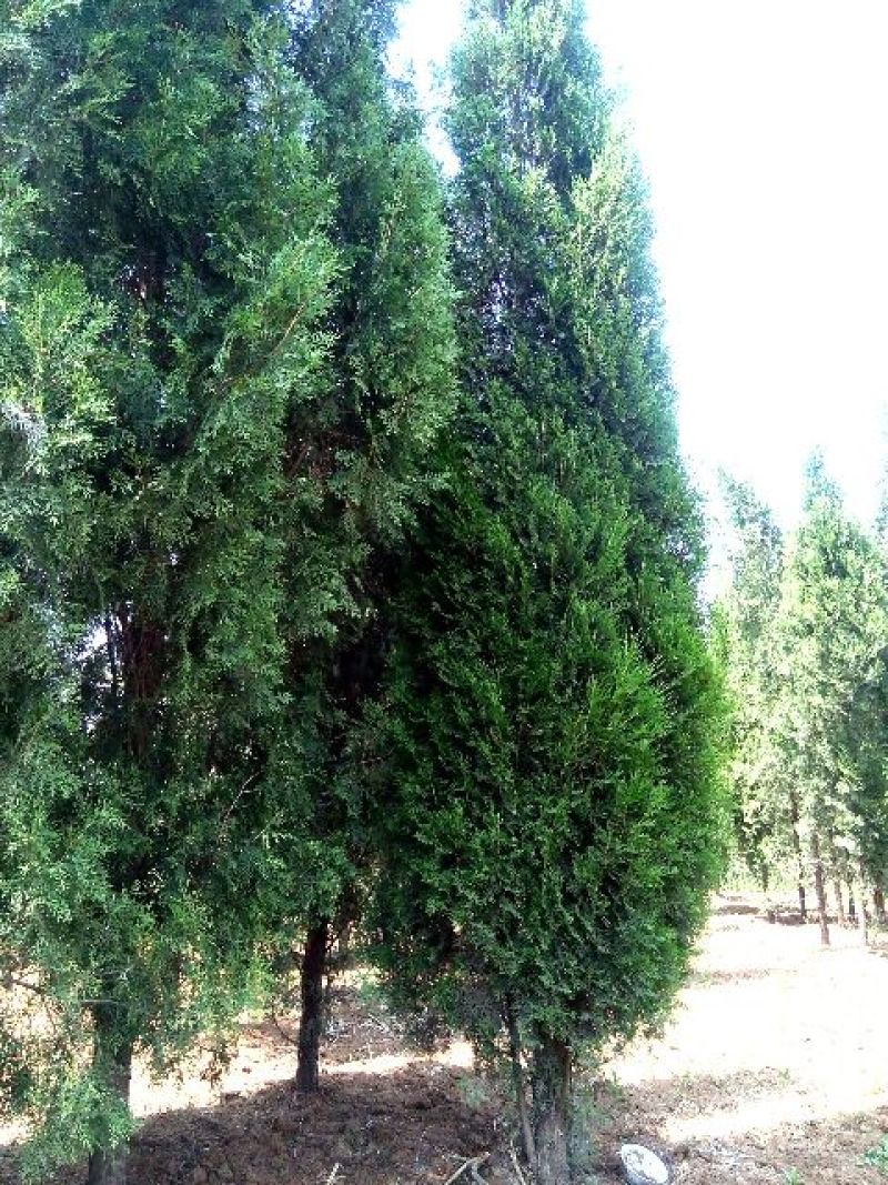 侧柏4~6cm
