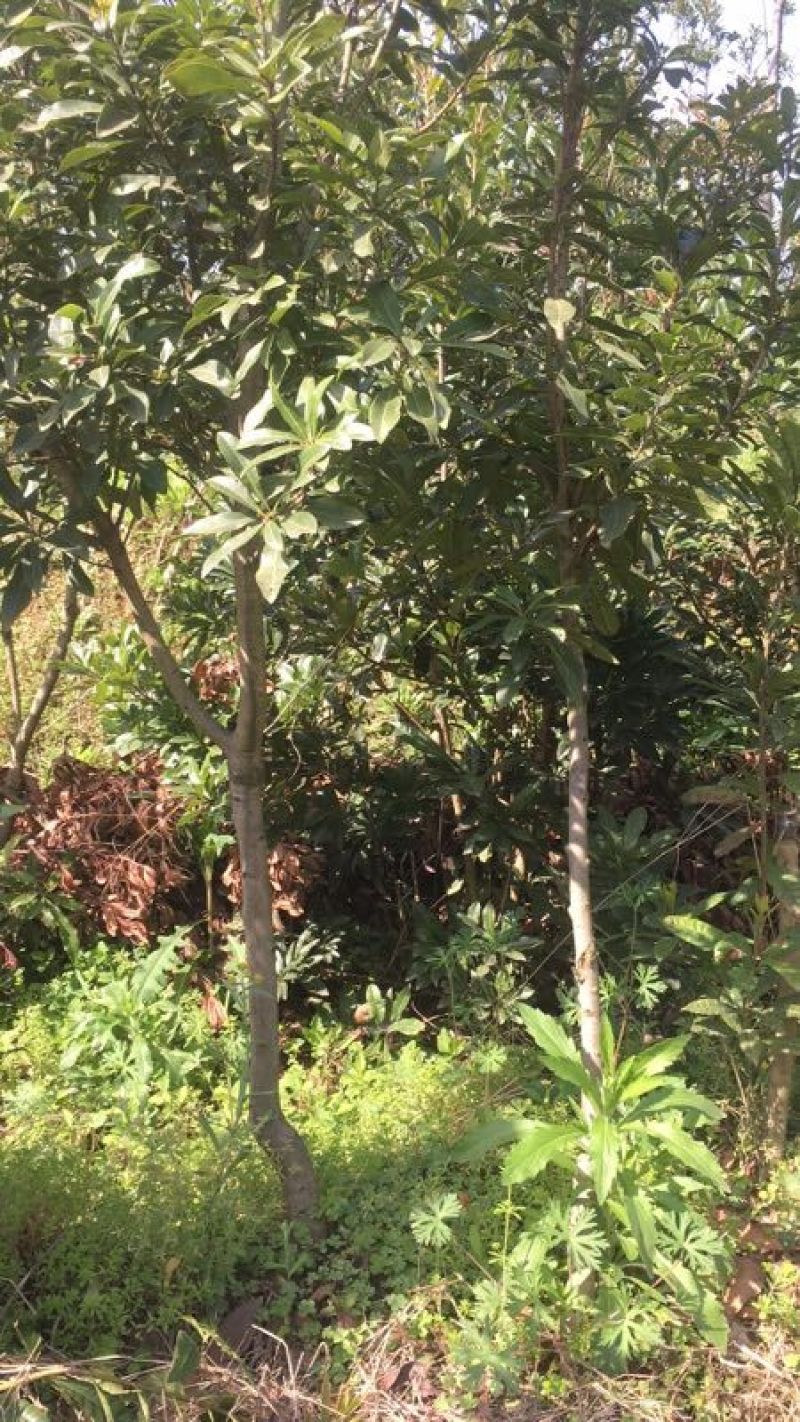 杨梅苗杨梅树