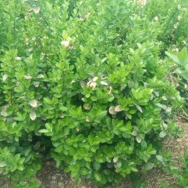 扶芳藤1~2cm