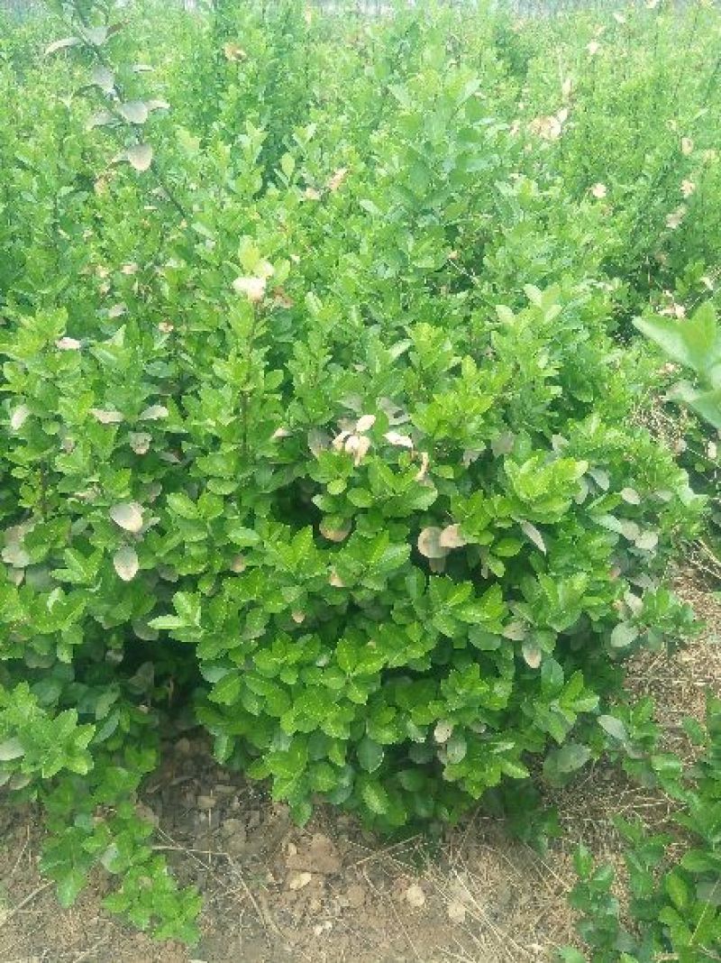 扶芳藤1~2cm