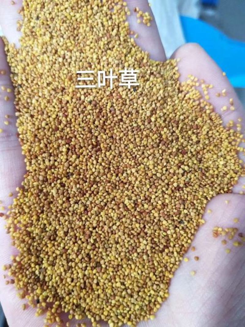 白三叶种子多年生绿化，养殖牧草品种，亩用量6斤