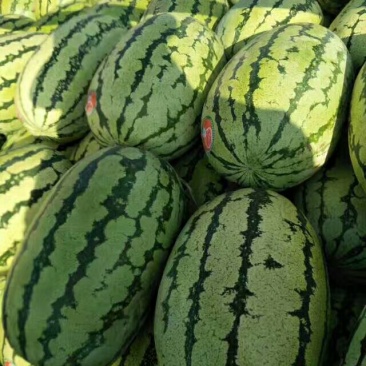 大棚直播苗金城5号西瓜12斤打底9成熟1茬诚信第一